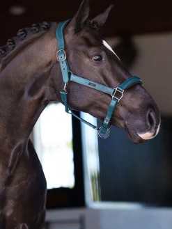 Anatomisches Glimmer Leder Halfter