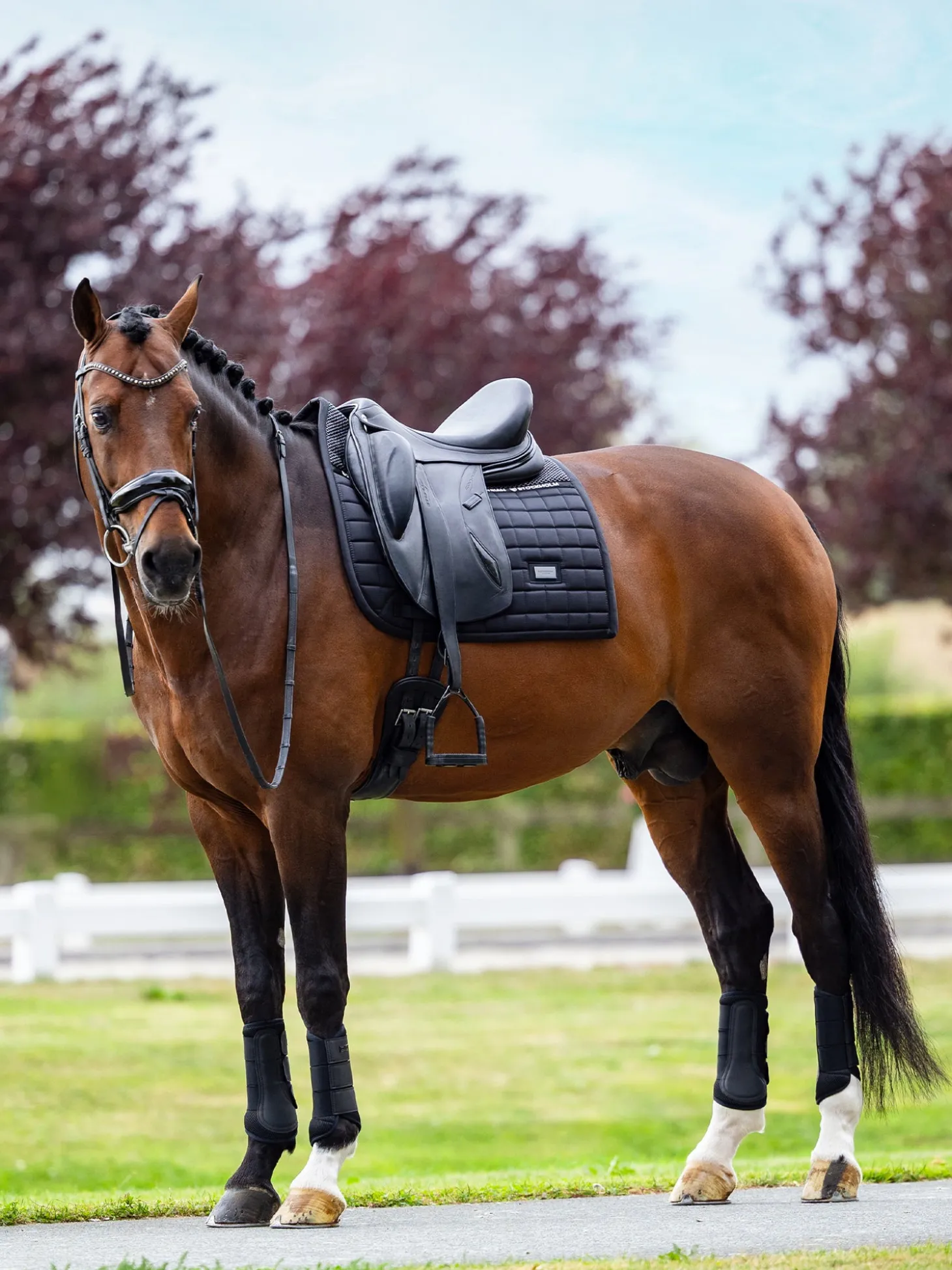 Dressurschabracke Performance