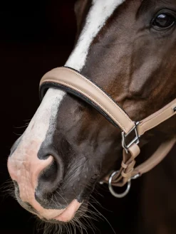 Glimmer Anatomisches Leder Halfter