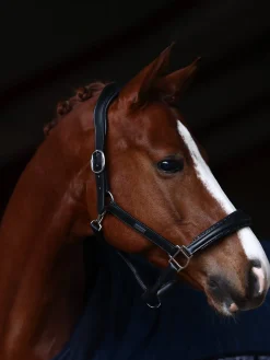 Glimmer Anatomisches Leder Halfter