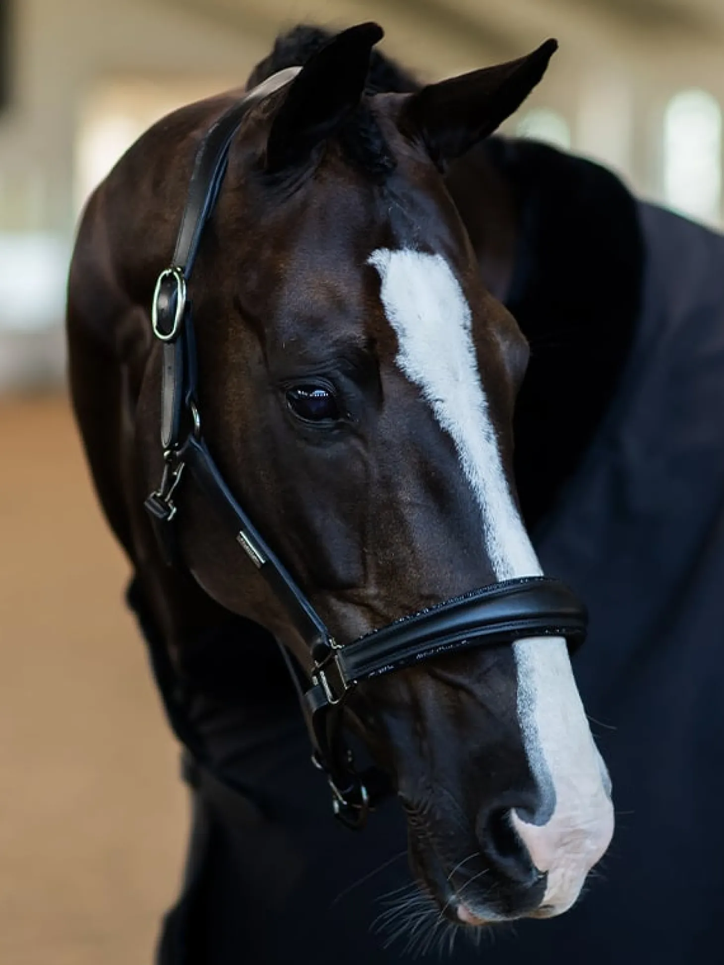 Glimmer Anatomisches Leder Halfter