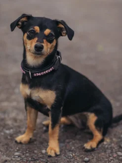 Hundehalsband All In