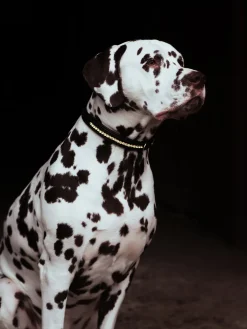 Hundehalsband Bordeaux