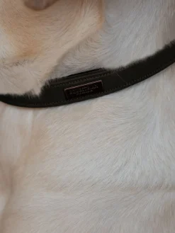 Hundehalsband Clean