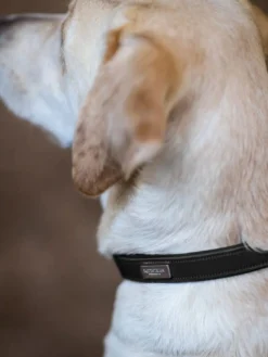 Hundehalsband Clean