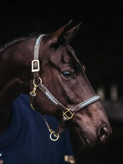 Lederhalfter und Führkette Blau